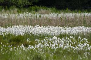 Eriophorum latifolium