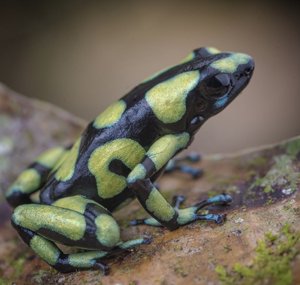 Dendrobates auratus