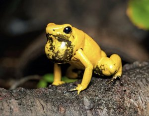 Phyllobates terribilis