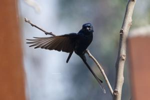 Dicrurus macrocercus