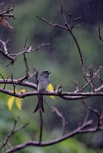 Dicrurus caerulescens