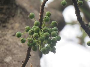 Dillenia pentagyna