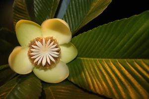 Dillenia indica