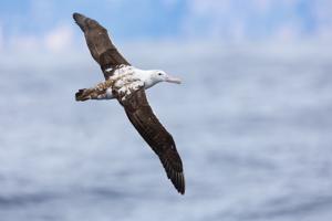 Diomedea antipodensis gibsoni