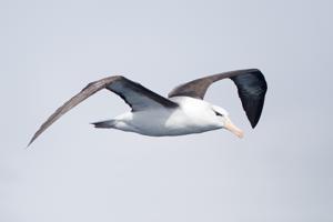 Thalassarche melanophris
