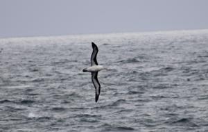 Thalassarche melanophris