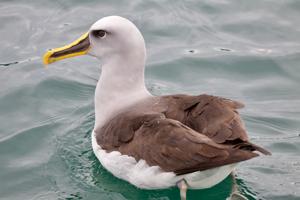 Thalassarche bulleri