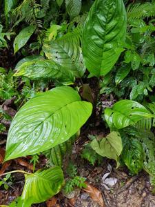 Tacca borneensis