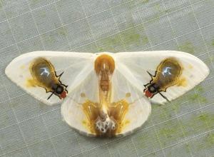 utils/thumbs/Drepanidae/Macrocilix_ULYXHG2ef4yLiUHbGaoacX.jpg