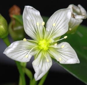 utils/thumbs/Droseraceae/Dionaea_hAfwiuzTohChmmXMJqwaen.jpg