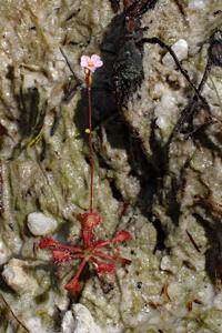 Drosera capillaris