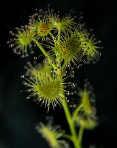 Drosera peltata