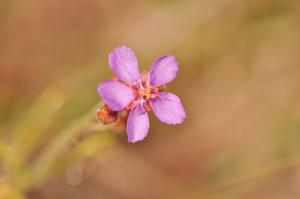 Drosera indica