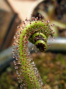 Drosera regia