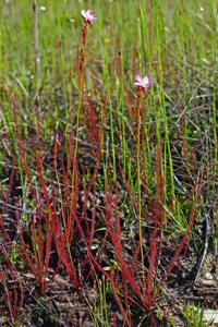 Drosera filiformis var. floridana