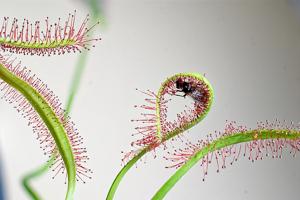 Drosera capensis