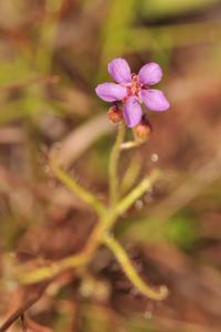 Drosera indica