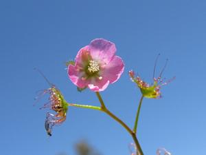 Drosera peltata