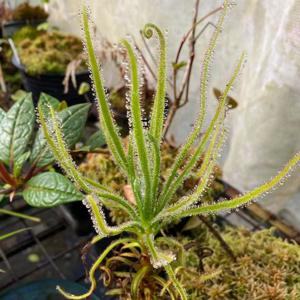 Drosera magnifica