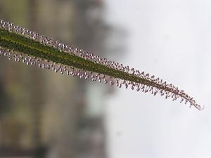 Drosera regia