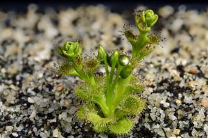 Drosera ramellosa