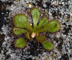 Drosera aberrans