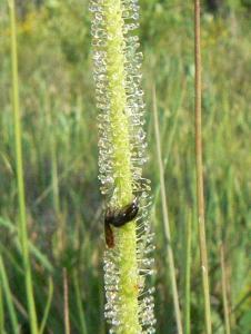 Drosera tracyi