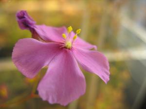 Drosera menziesii