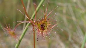Drosera peltata