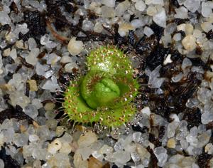 Drosera ramellosa