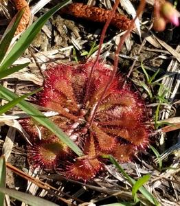 Drosera brevifolia