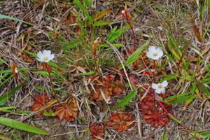 Drosera brevifolia