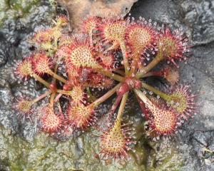 Drosera tokaiensis
