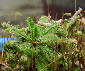 Drosera cistiflora