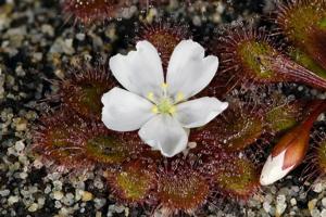 Drosera aberrans