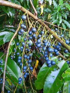 Elaeocarpus culminicola