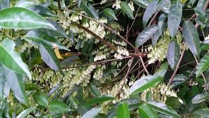 Elaeocarpus culminicola