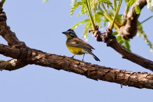 Emberiza affinis