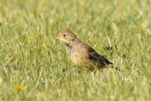 Emberiza hortulana