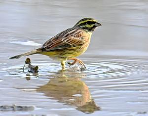 Emberiza cirlus