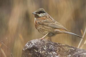 Emberiza stewarti