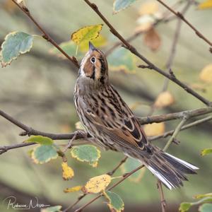 Emberiza pusilla