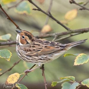 Emberiza pusilla