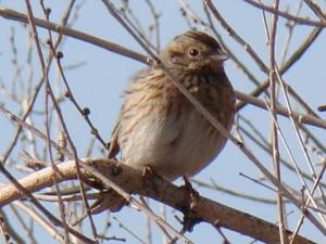 Emberiza leucocephalos