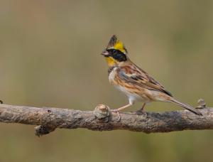 Emberiza elegans