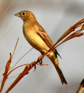Emberiza melanocephala