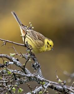 Emberiza citrinella