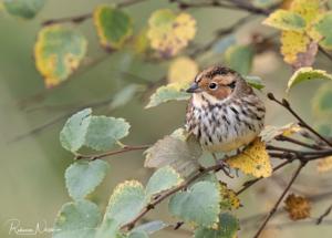 Emberiza pusilla