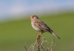 Emberiza calandra buturlini