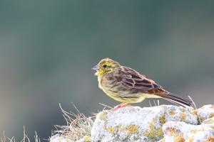 Emberiza citrinella